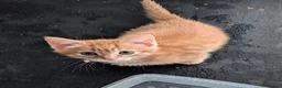 Mixed Breed cats for sale: Stunning Fluffy Tabby Kittens! - Advert 8