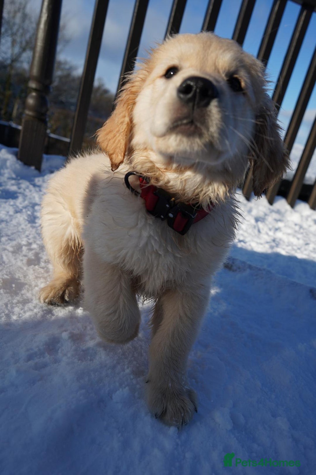 Golden Retriever dogs for sale: KC Fully Trained Golden Retriever Puppies - Advert 11