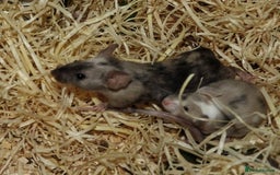 Mouse rodents for sale: Satin, long and short haired varieties  - Image 15