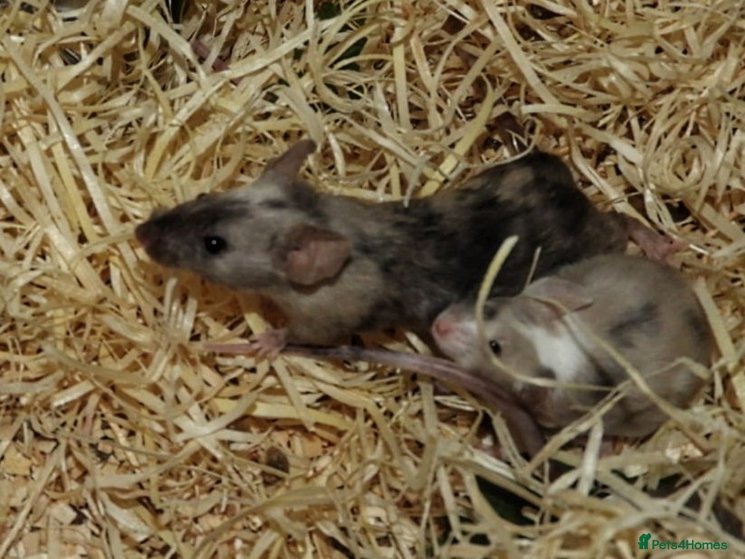 Mouse rodents for sale: Satin, long and short haired varieties  - Image 15