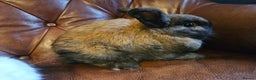 Mixed Breed rabbits for sale: Selection of rabbits for sale - Advert 4