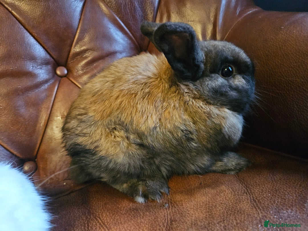 Mixed Breed rabbits for sale: Selection of rabbits for sale - Advert 4