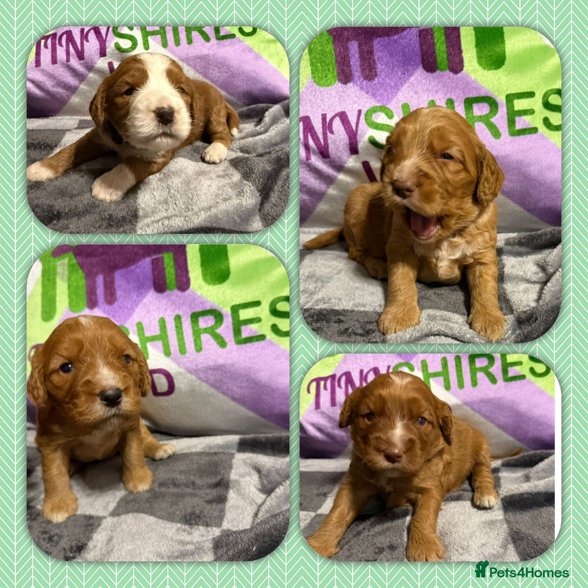 Cockapoo dogs F1 mini cockapoos fox reds 30 dna health tested  - Advert 1