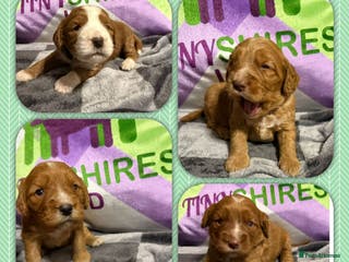 Cockapoo dogs F1 mini cockapoos fox reds 30 dna health tested - Advert 1