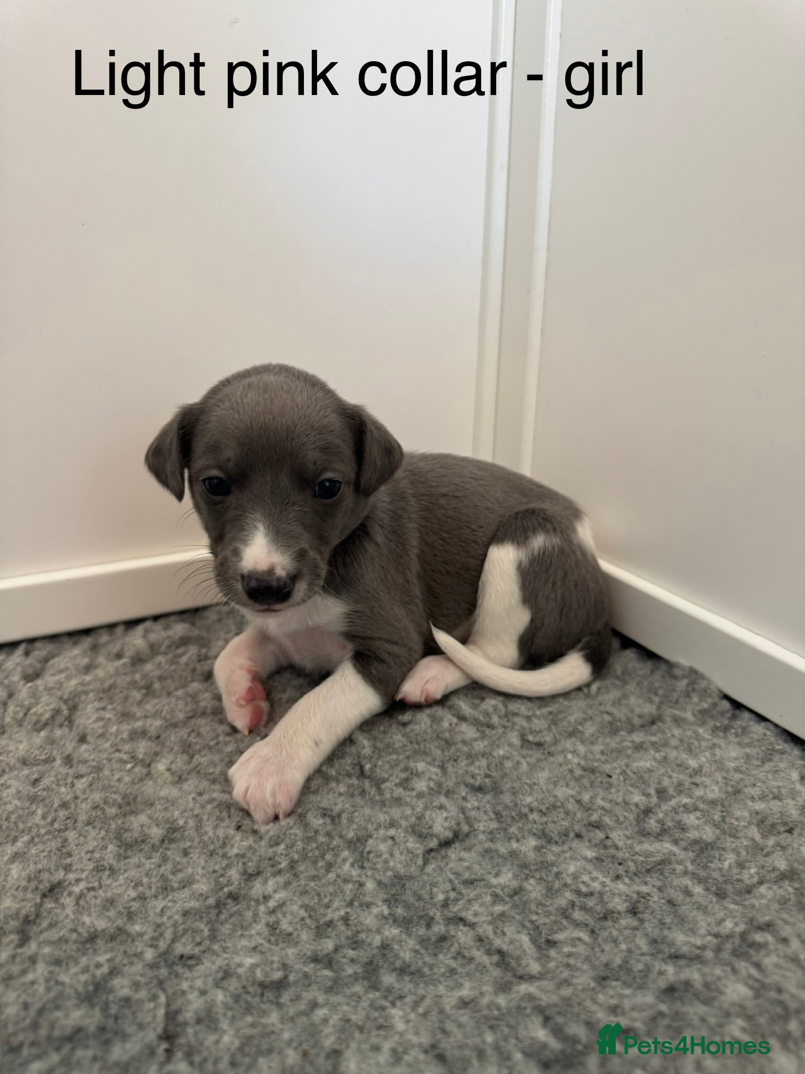Whippet dogs Stunning Purebred Whippet Puppies - Ready 27th May - Advert 9