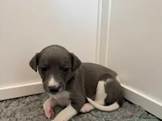 Whippet dogs Stunning Purebred Whippet Puppies - Ready 27th May - Advert 9