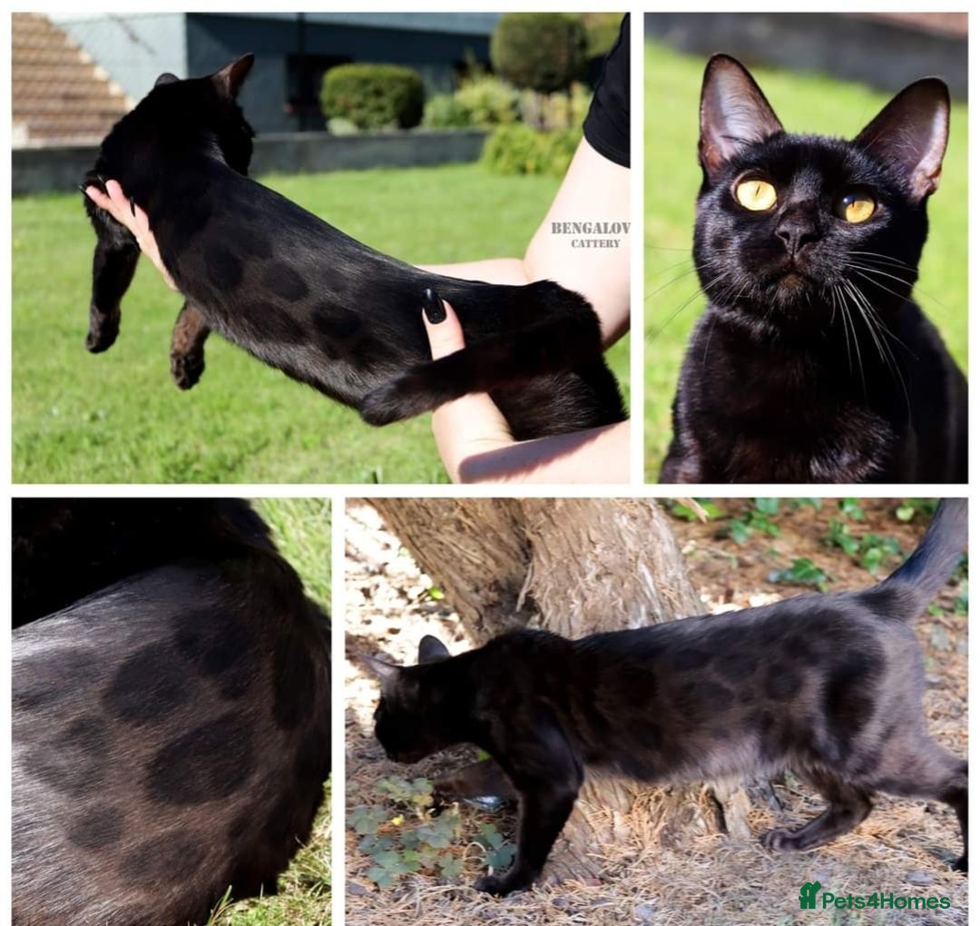 Bengal cats for sale: Bengal Kittens Tica Registered  - Image 18