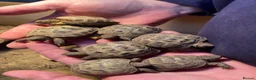 Tortoise reptiles for sale: Baby Horsfield Tortoises for sale - Advert 12