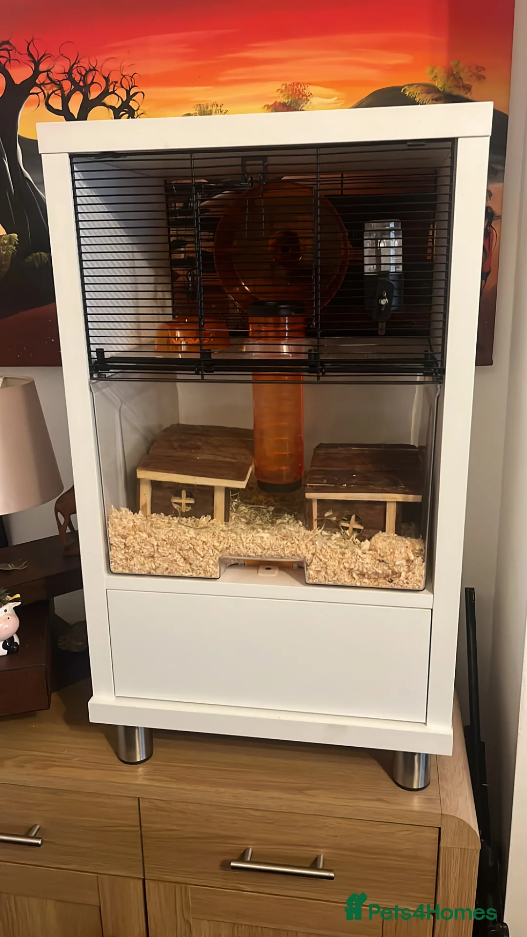 Mouse rodents for sale: African Pygmy dormice/squirrels - Advert 2