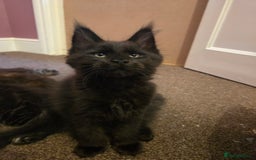 Maine Coon cats for sale: Tica Reg Mainecoon kittens READY NOW in Deal - Image 27
