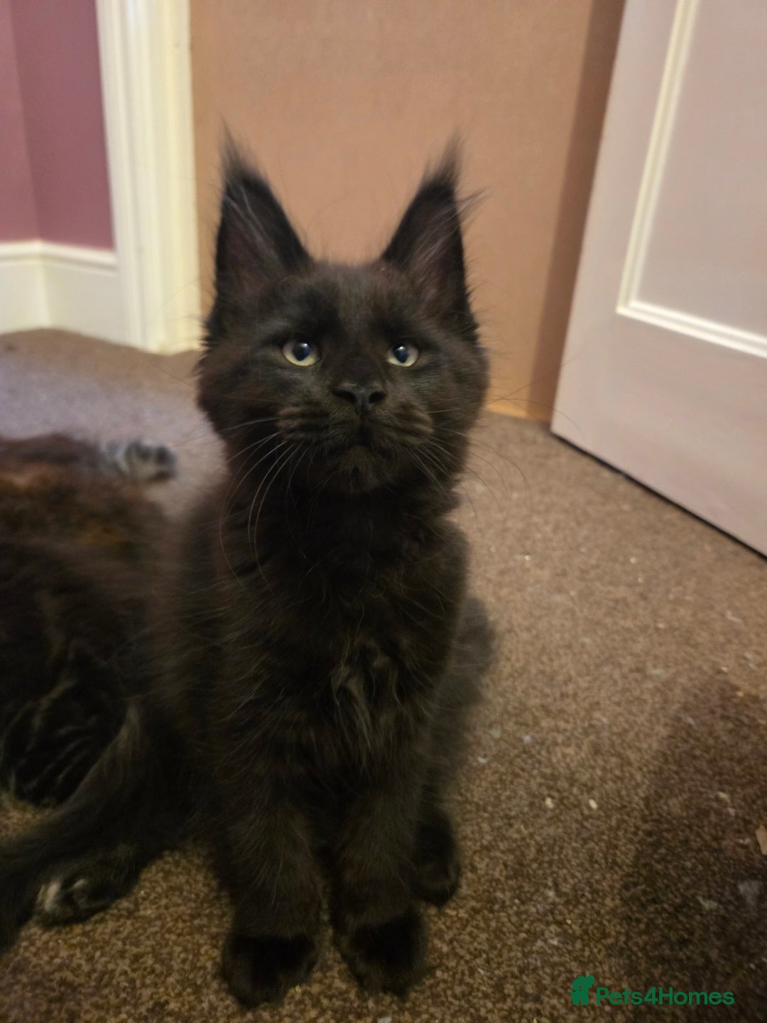 Maine Coon cats for sale: Tica Reg Mainecoon kittens READY NOW in Deal - Image 27