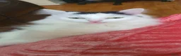 Turkish Angora cats for sale: Beautiful long haired kittens in Johnstone - Advert 6