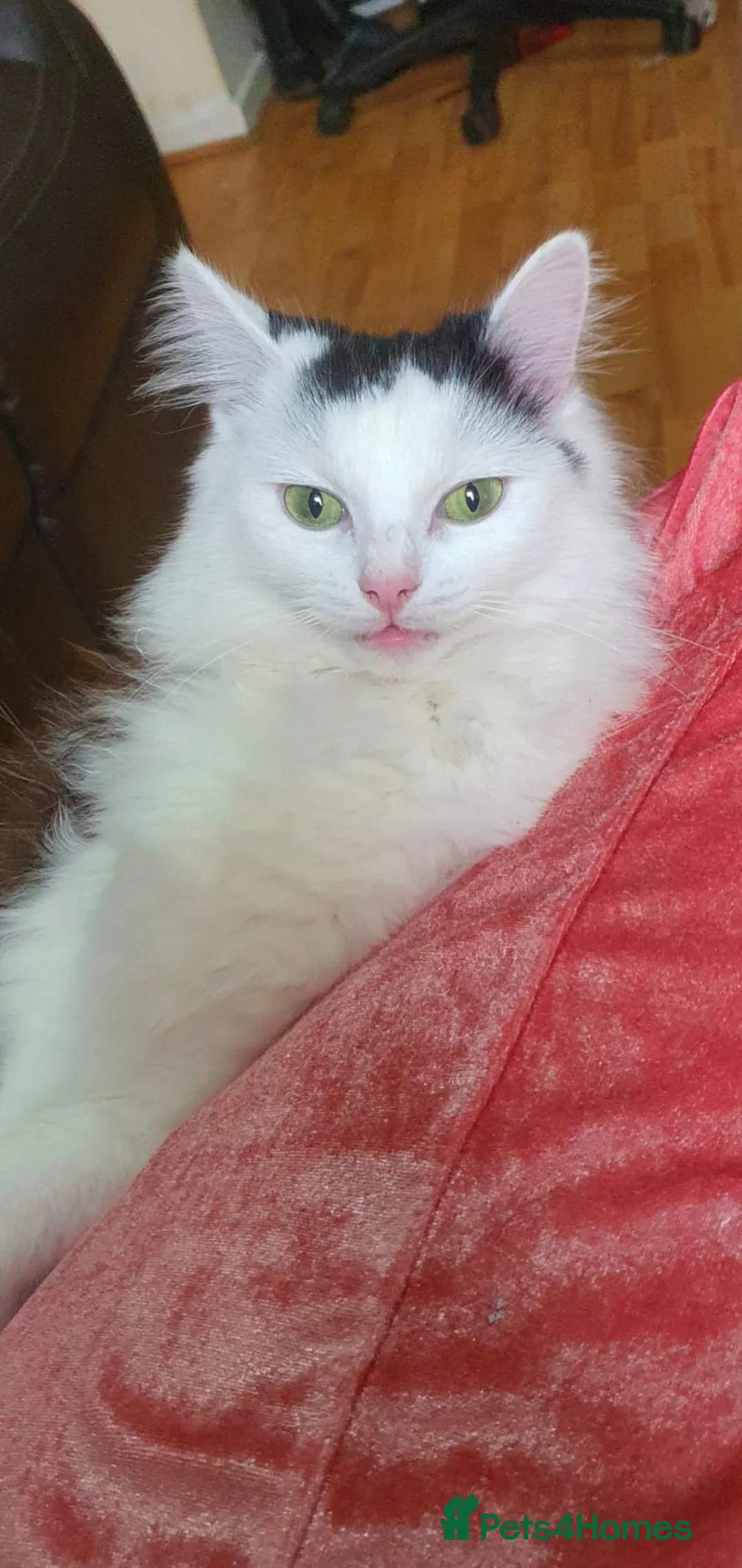 Turkish Angora cats for sale: Beautiful long haired kittens in Johnstone - Advert 6