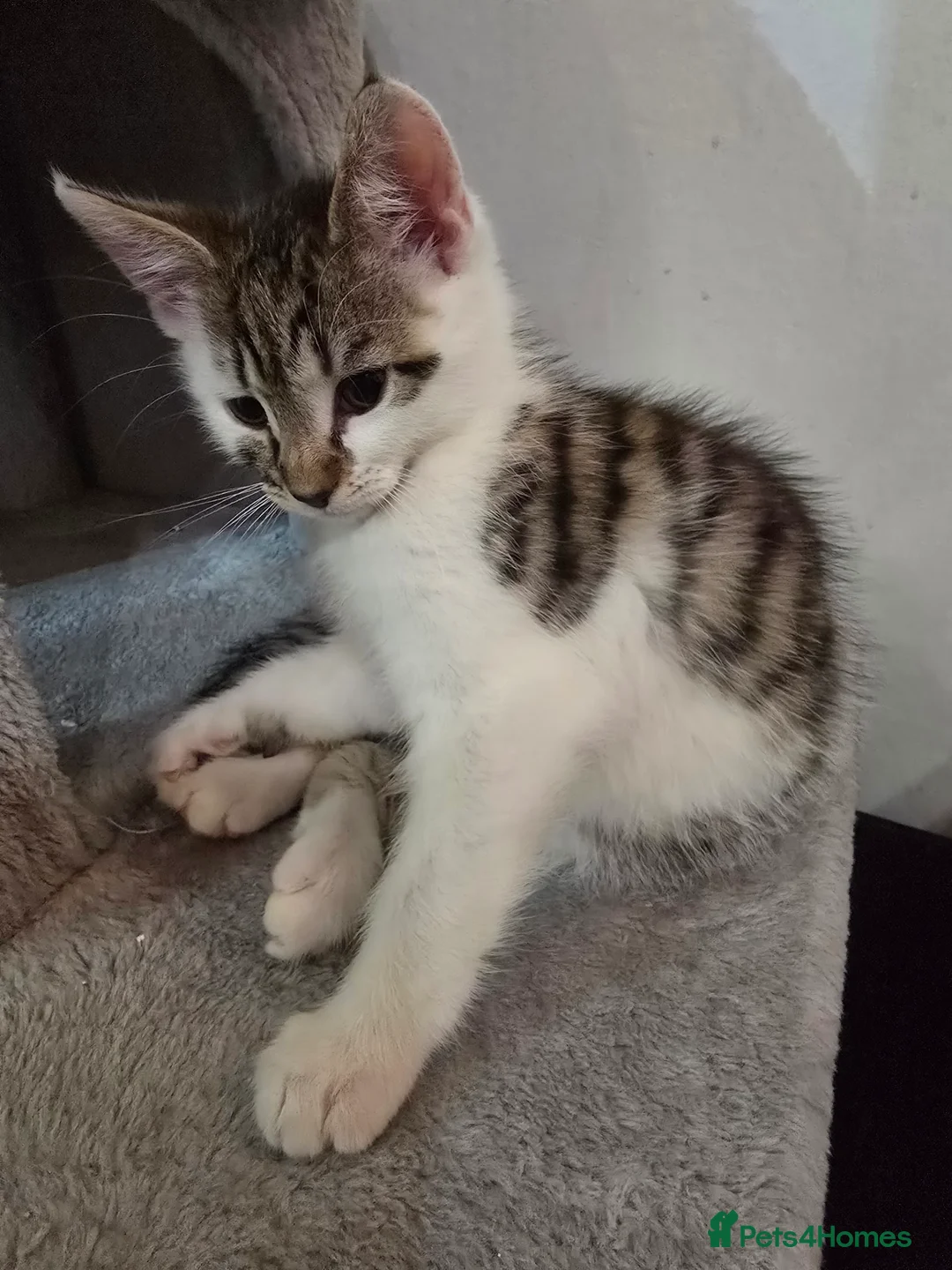 Maine Coon cats for sale: 7 beautiful Maine Coon X - Advert 6