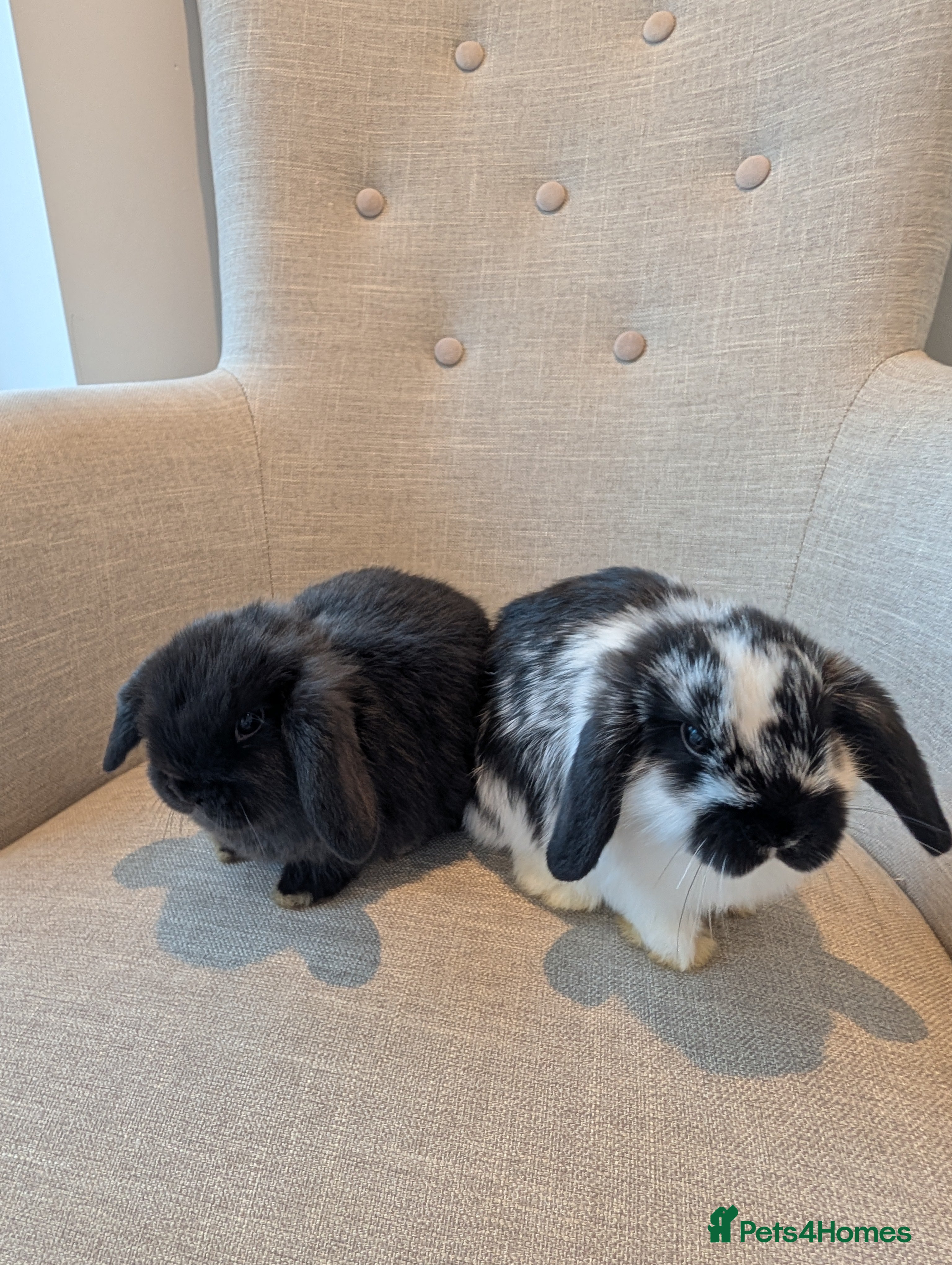 Mini Lop rabbits Exceptional Mini-Lops. Ready to leave now.  - Advert 5