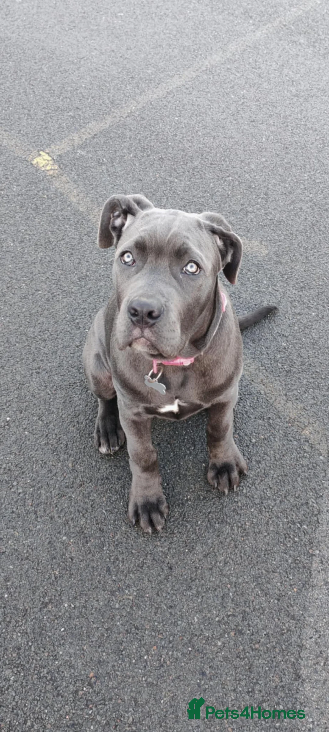 Cane Corso dogs for sale: Cane corso - Advert 8