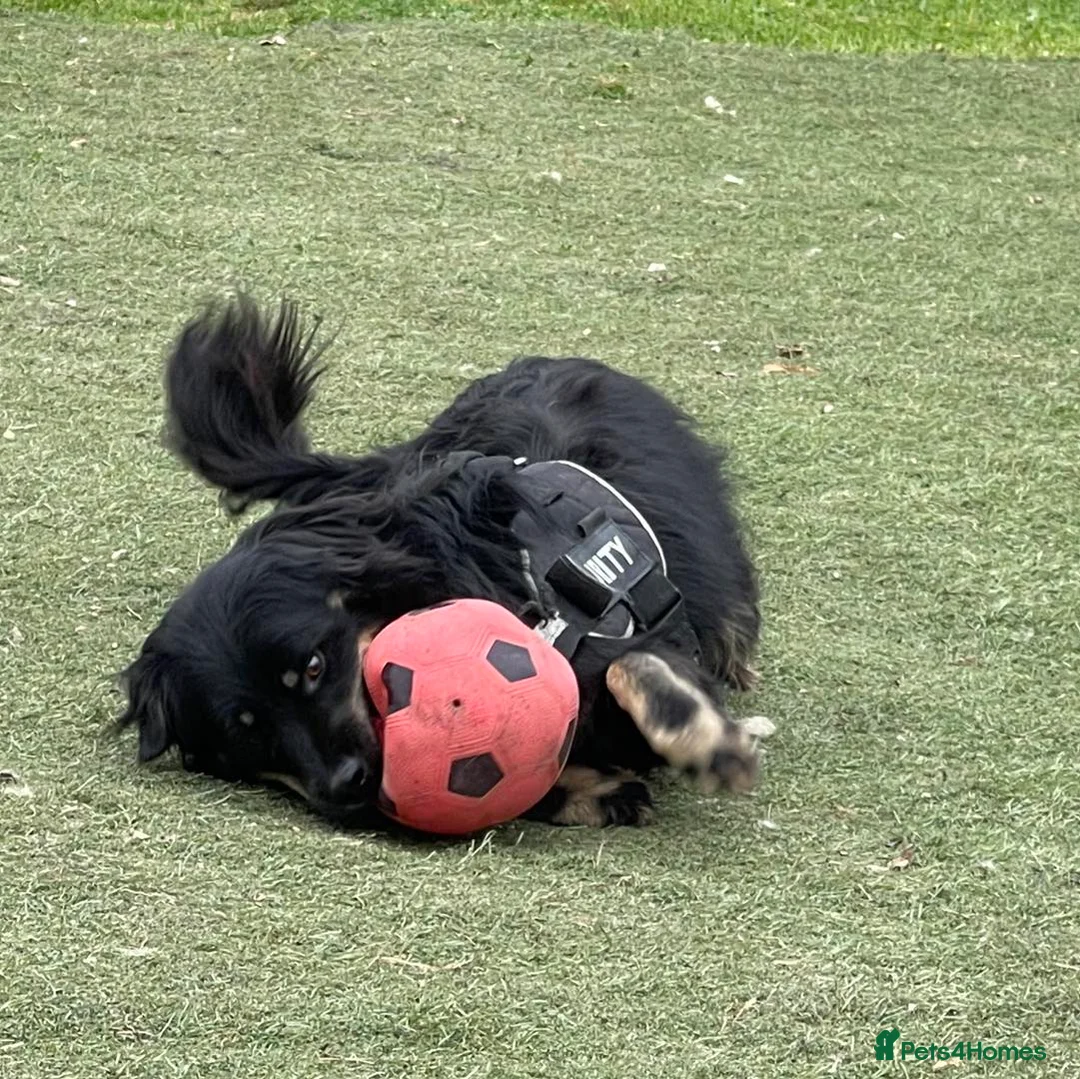 Mixed Breed dogs for adoption: ALEXANDER in Ashford - Advert 10