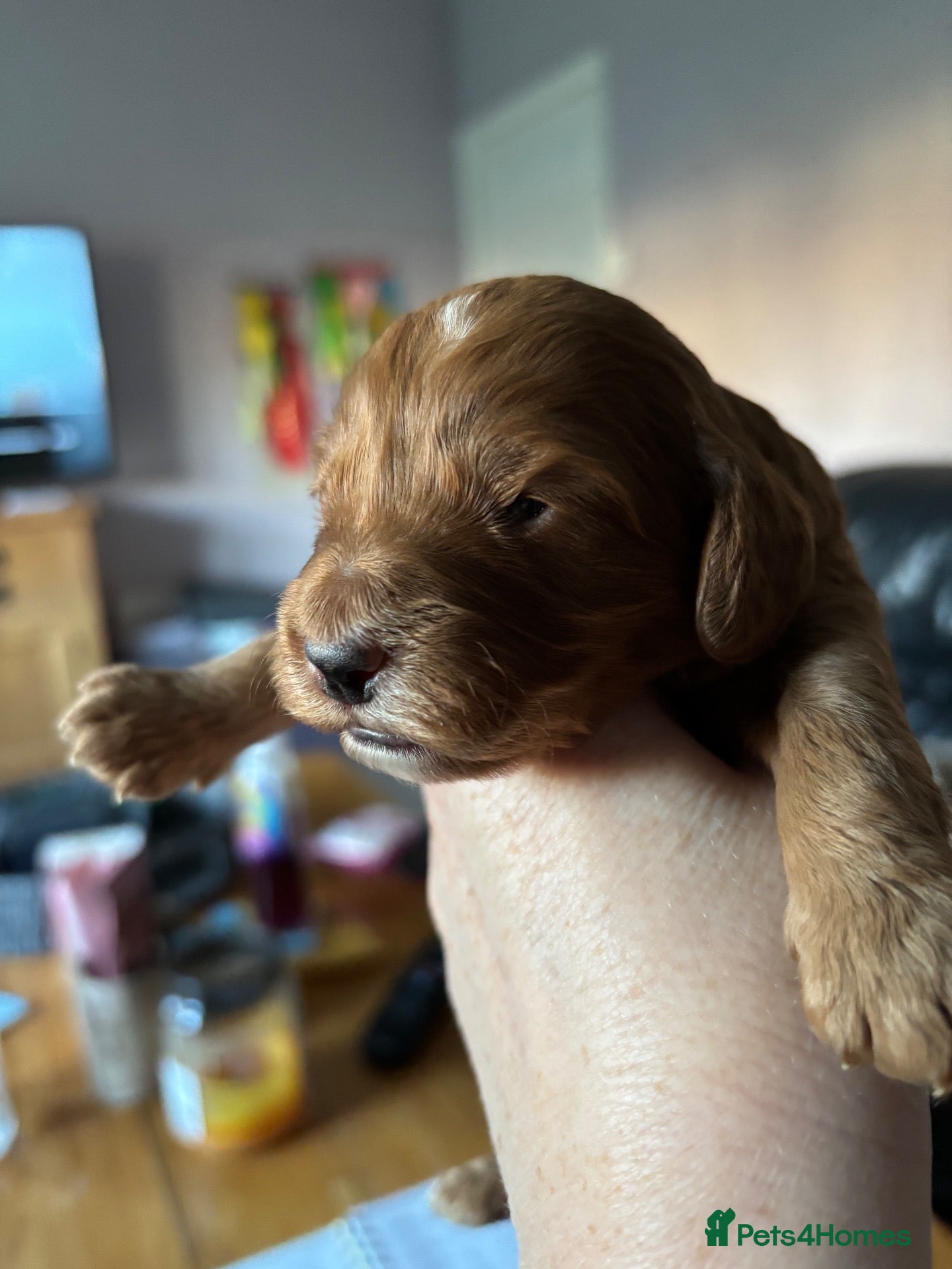 Cockapoo dogs for sale: Beautiful cockapoo puppies - Advert 2