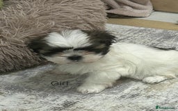 Shih Tzu dogs for sale: Gorgeous full breed Shih Tzu puppies - Image 7