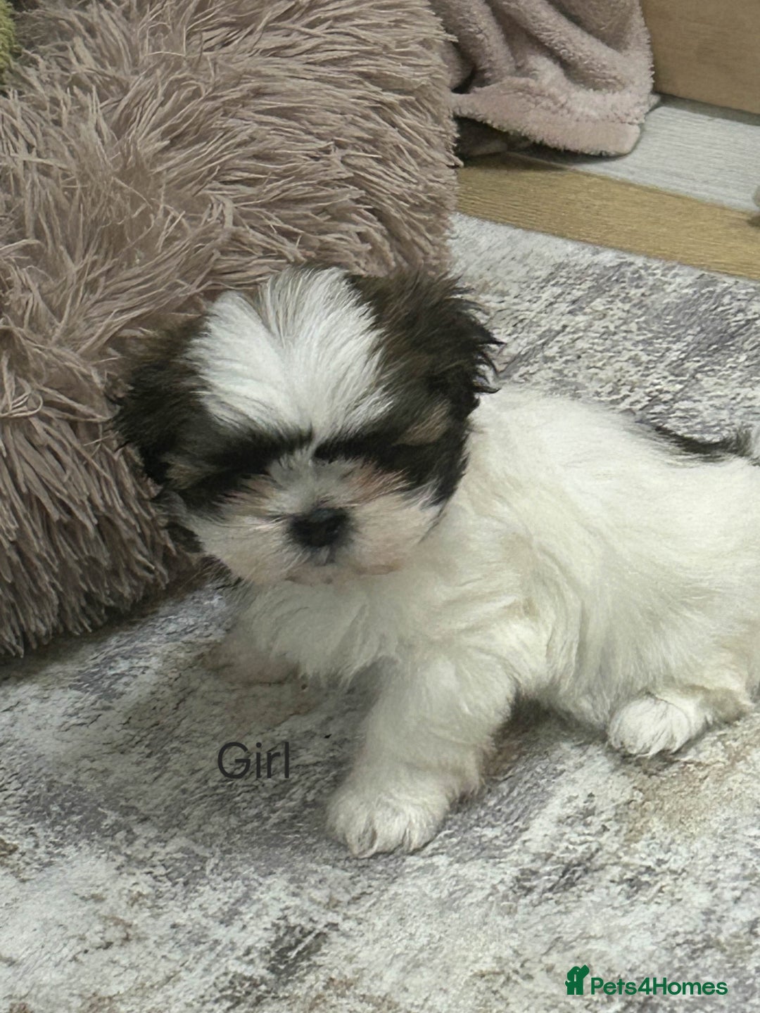 Shih Tzu dogs for sale: Gorgeous full breed Shih Tzu puppies - Image 7