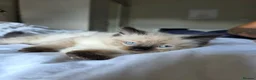 Ragdoll cats for sale: Gorgeous Fluffy Ragdoll Kittens in Birmingham - Advert 4