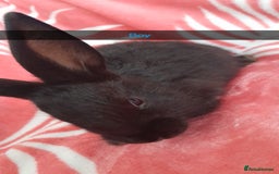Rex rabbits for sale: Male bunnies - Image 2