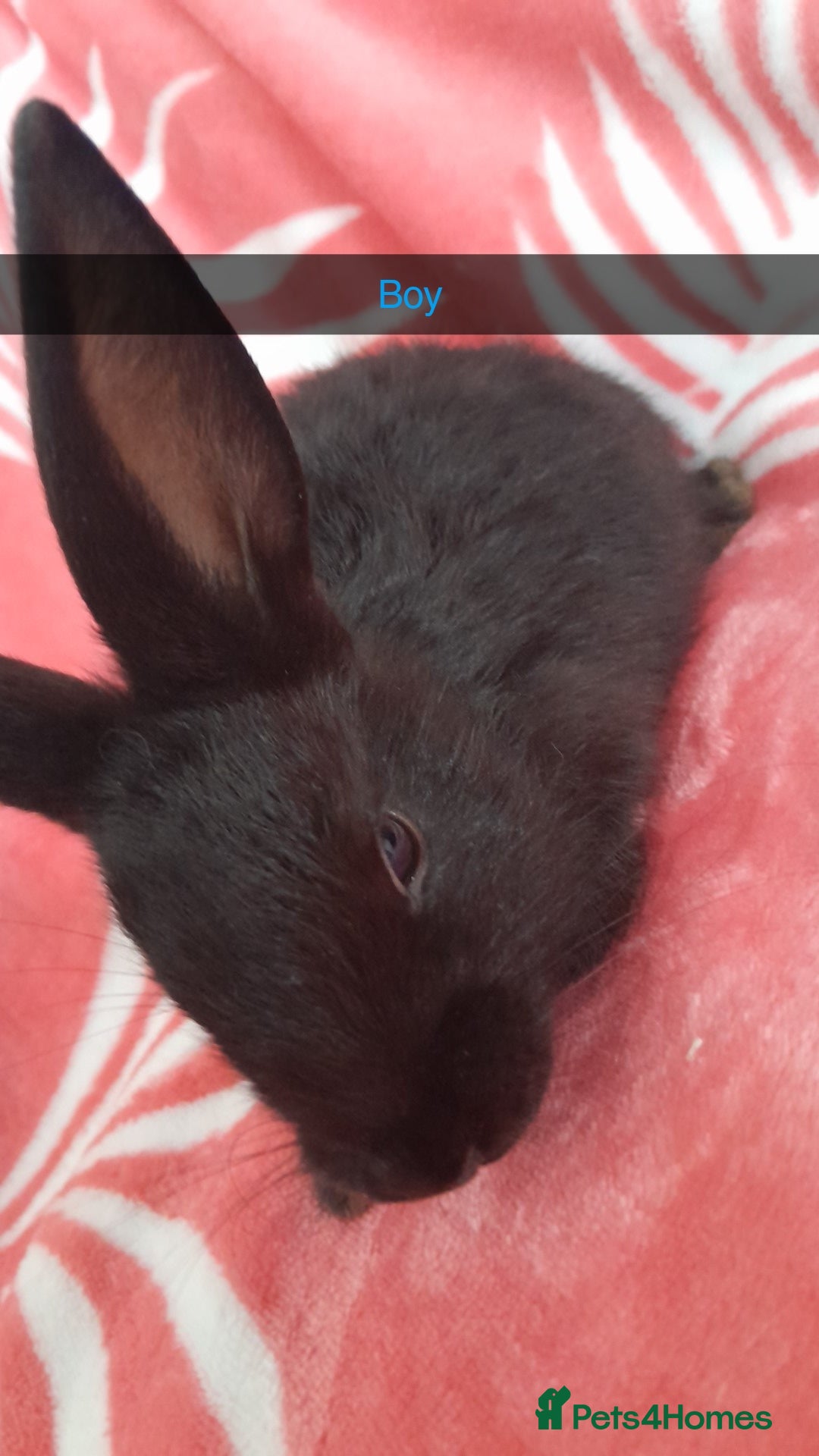 Rex rabbits for sale: Male bunnies - Image 2
