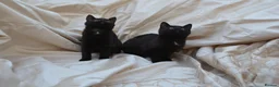 Mixed Breed cats for sale: Gorgeous Ragdoll/Bombay Mixed Kittens - Advert 2