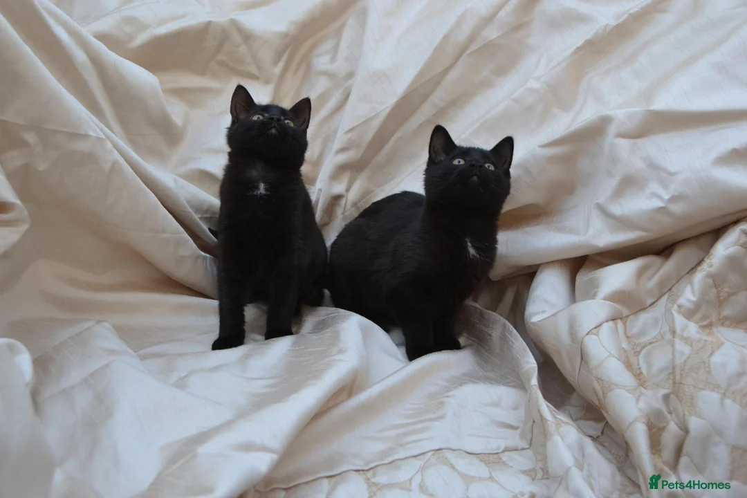 Mixed Breed cats for sale: Gorgeous Ragdoll/Bombay Mixed Kittens - Advert 2