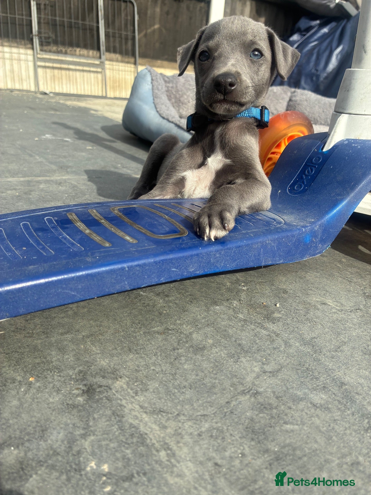 Whippet dogs blue whippets💙 1 boy left  - Advert 1