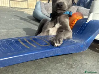 Whippet dogs blue whippets💙 1 boy left - Advert 17