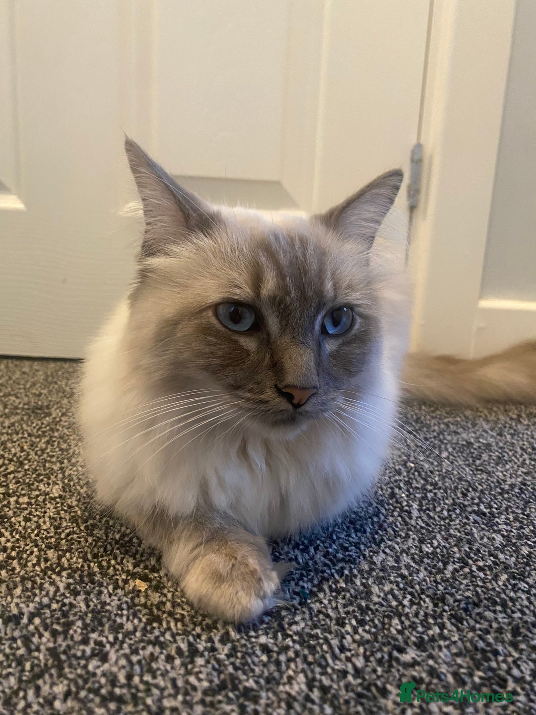 Ragdoll cats for sale: Lovely Ragdoll boy looking for forever home  - Advert 5