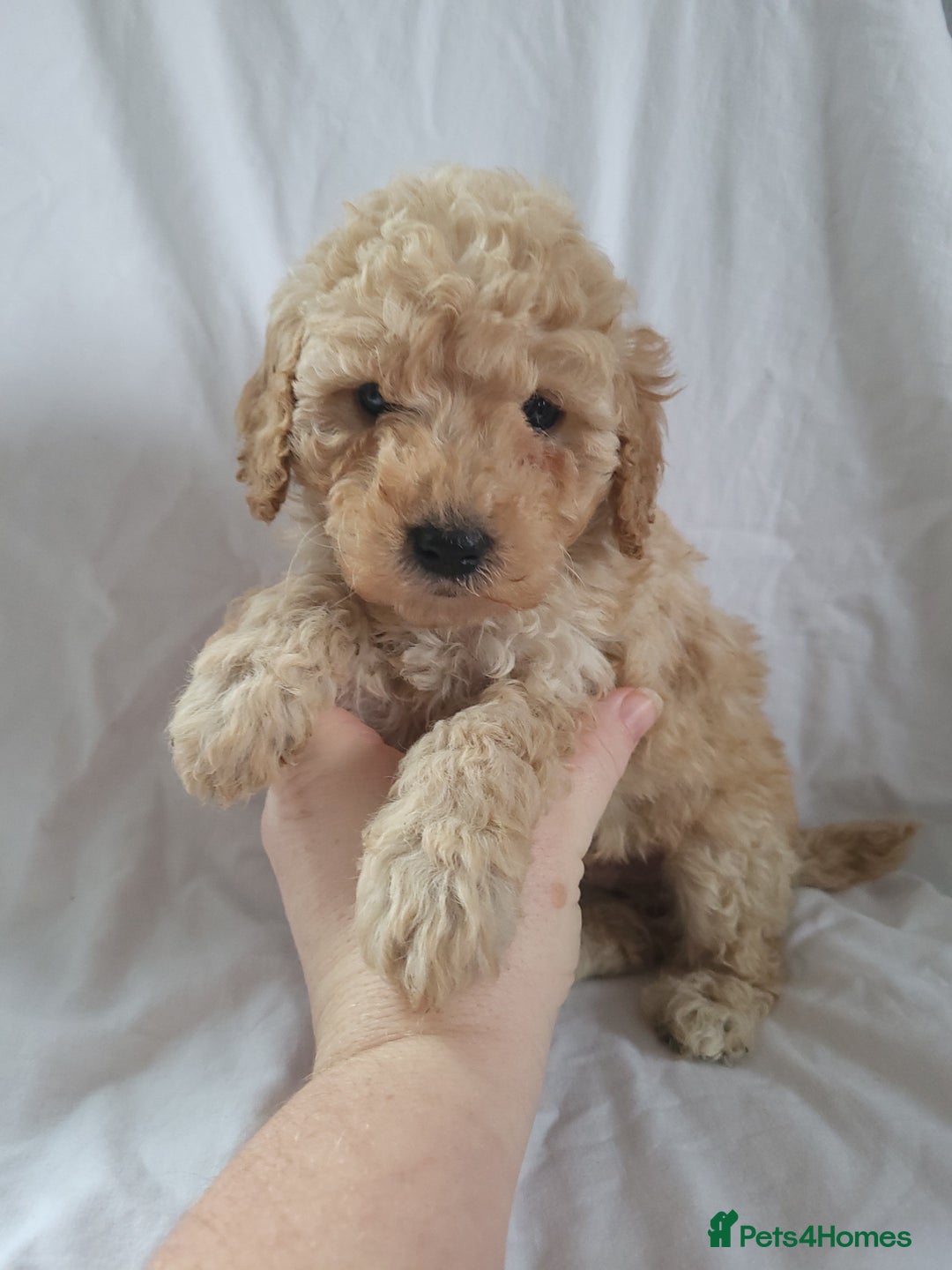 Maltipoo dogs for sale: Maltpoo puppies 5🌟licence breeder  - Advert 5