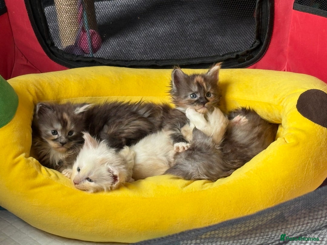 Maine Coon cats for sale: Beautiful playful 4 mainecoons kittens  - Image 12