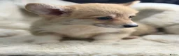 Welsh Corgi Pembroke dogs for sale: Top quality corgis  - Advert 23