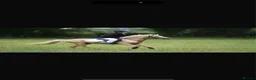 Welsh Section B horses for sale: Fun and forward PC show jumping pony - Advert 6
