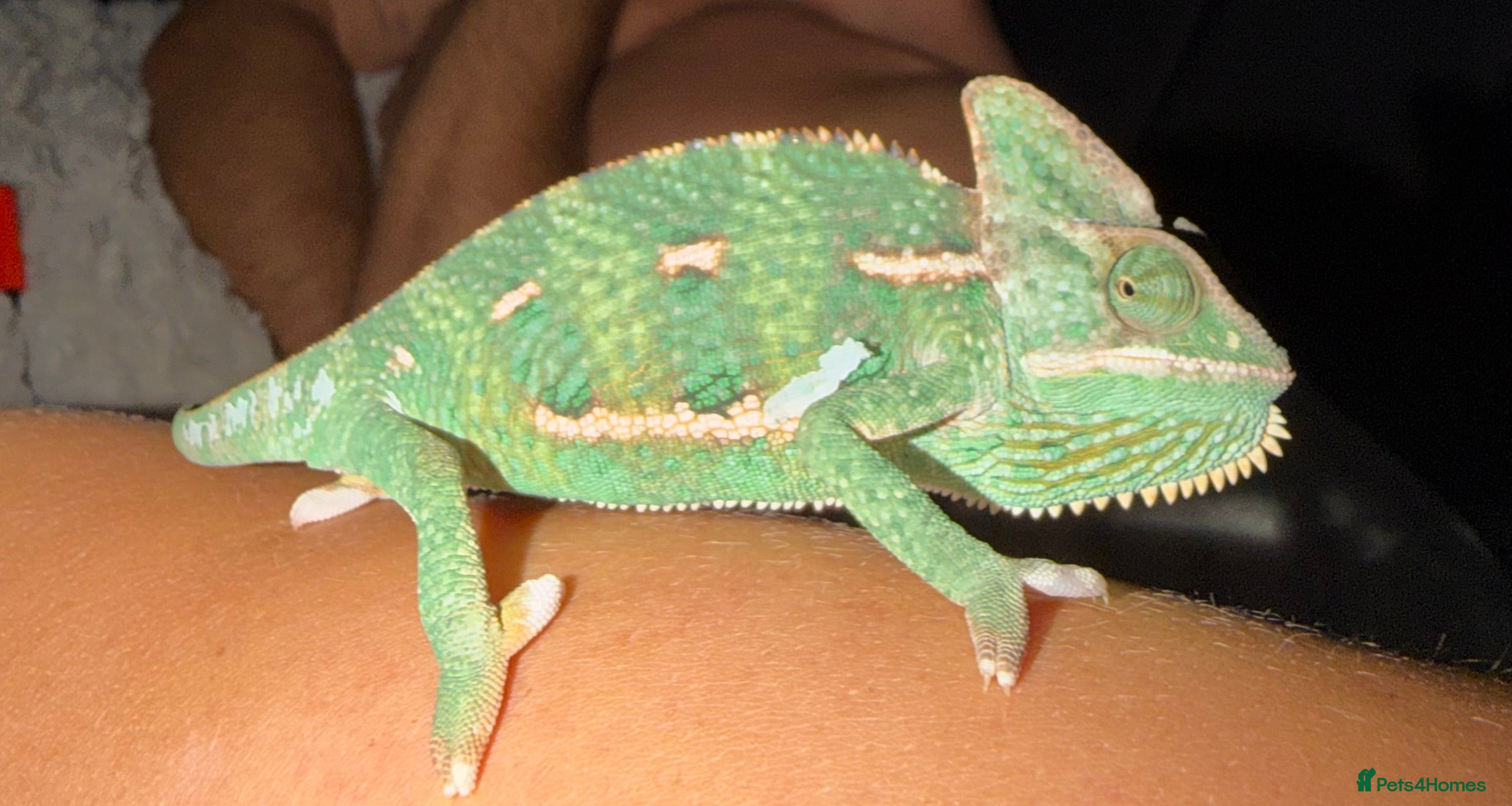 Chameleon reptiles Veiled chameleon looking for a loving home - Advert 1