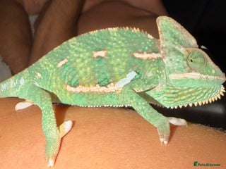 Chameleon reptiles Veiled chameleon looking for a loving home - Advert 1