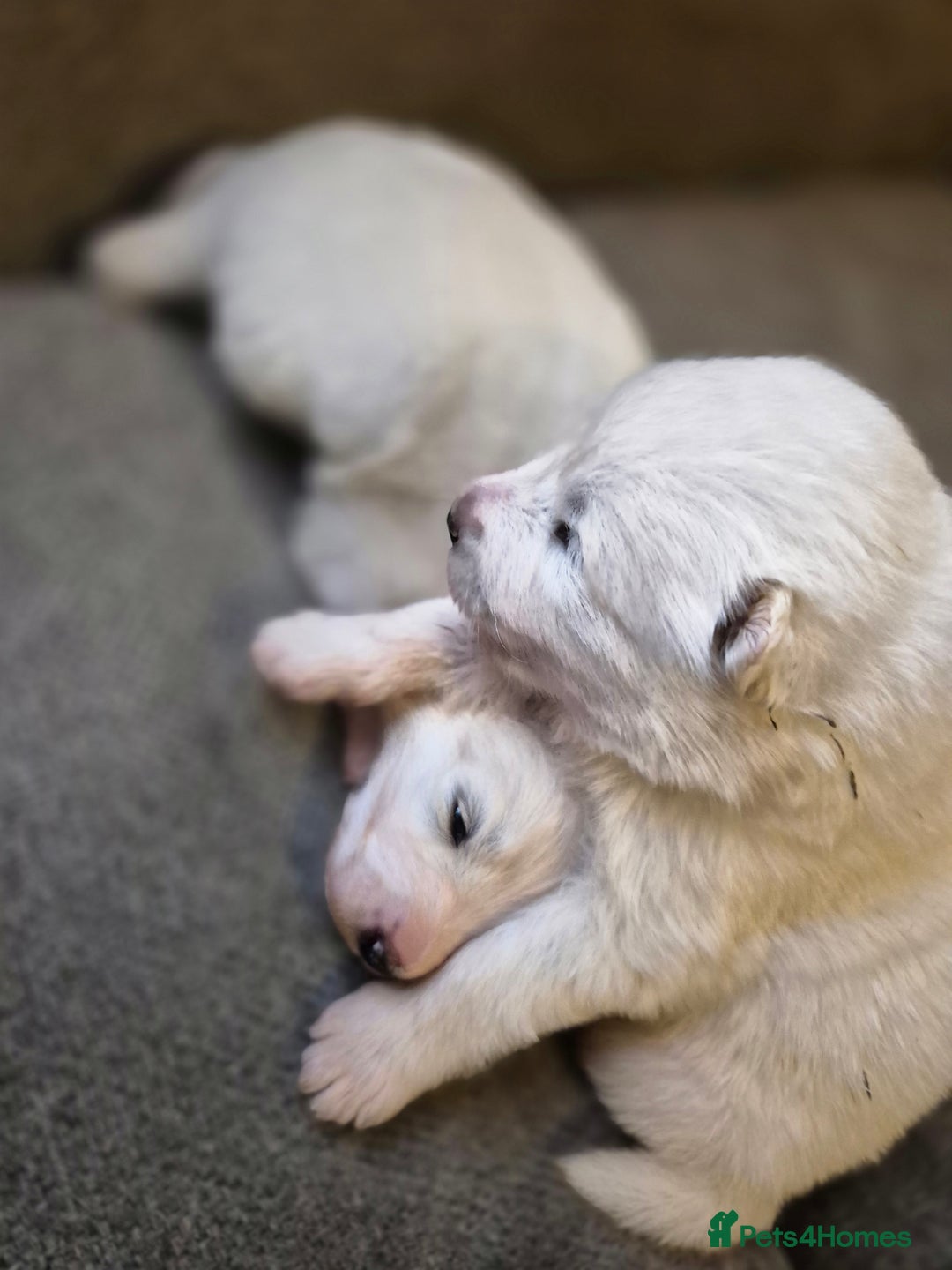 Samoyed dogs for sale: Samoyed puppies - can leave anytime from 23rd  - Advert 2