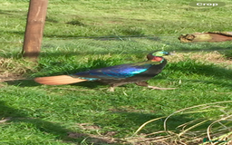 Pheasants poultry for sale: Himalayan monal pheasants  - Image 1
