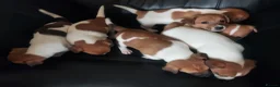 Jack Russell dogs for sale: Jack russell puppies - Advert 10