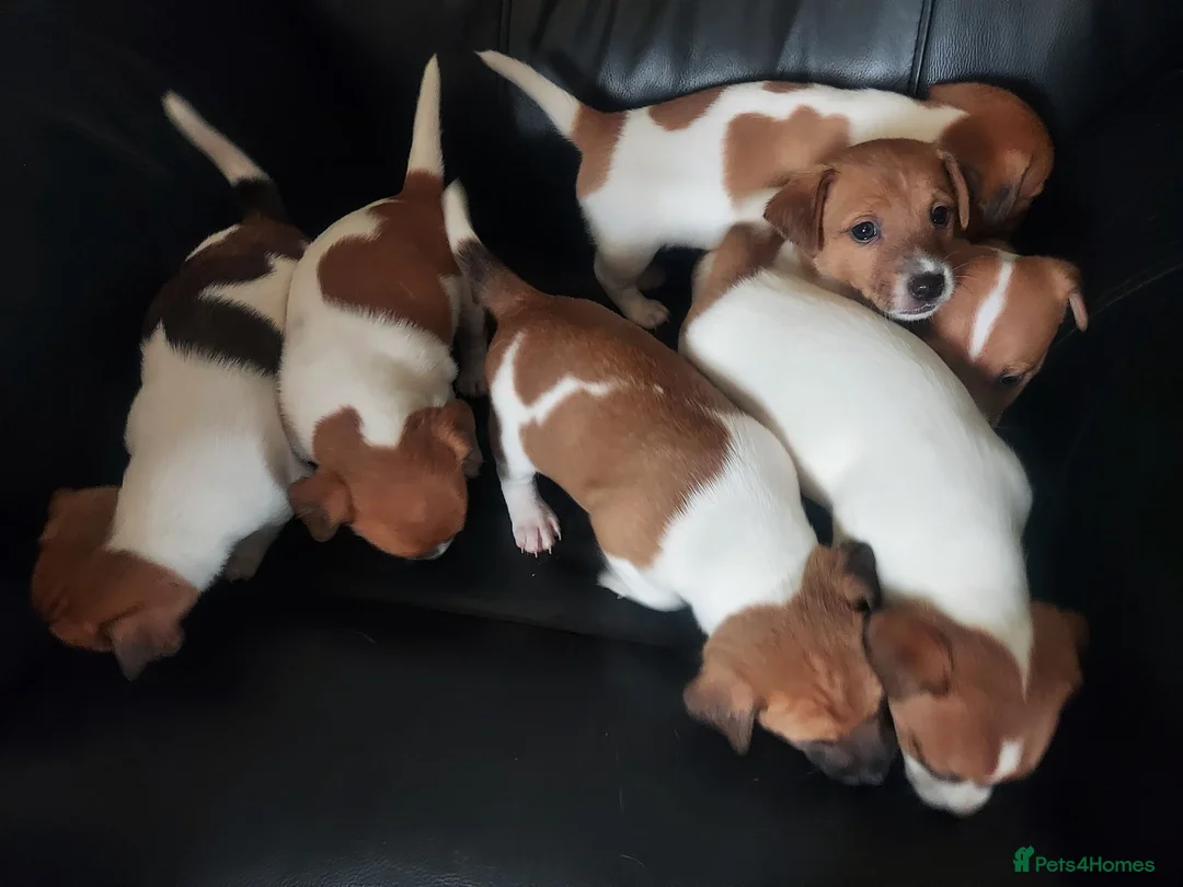 Jack Russell dogs for sale: Jack russell puppies - Advert 10