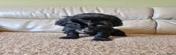 Sprocker dogs for sale: 9week old sprocker/cocker boy puppy for sale in Torquay - Advert 2