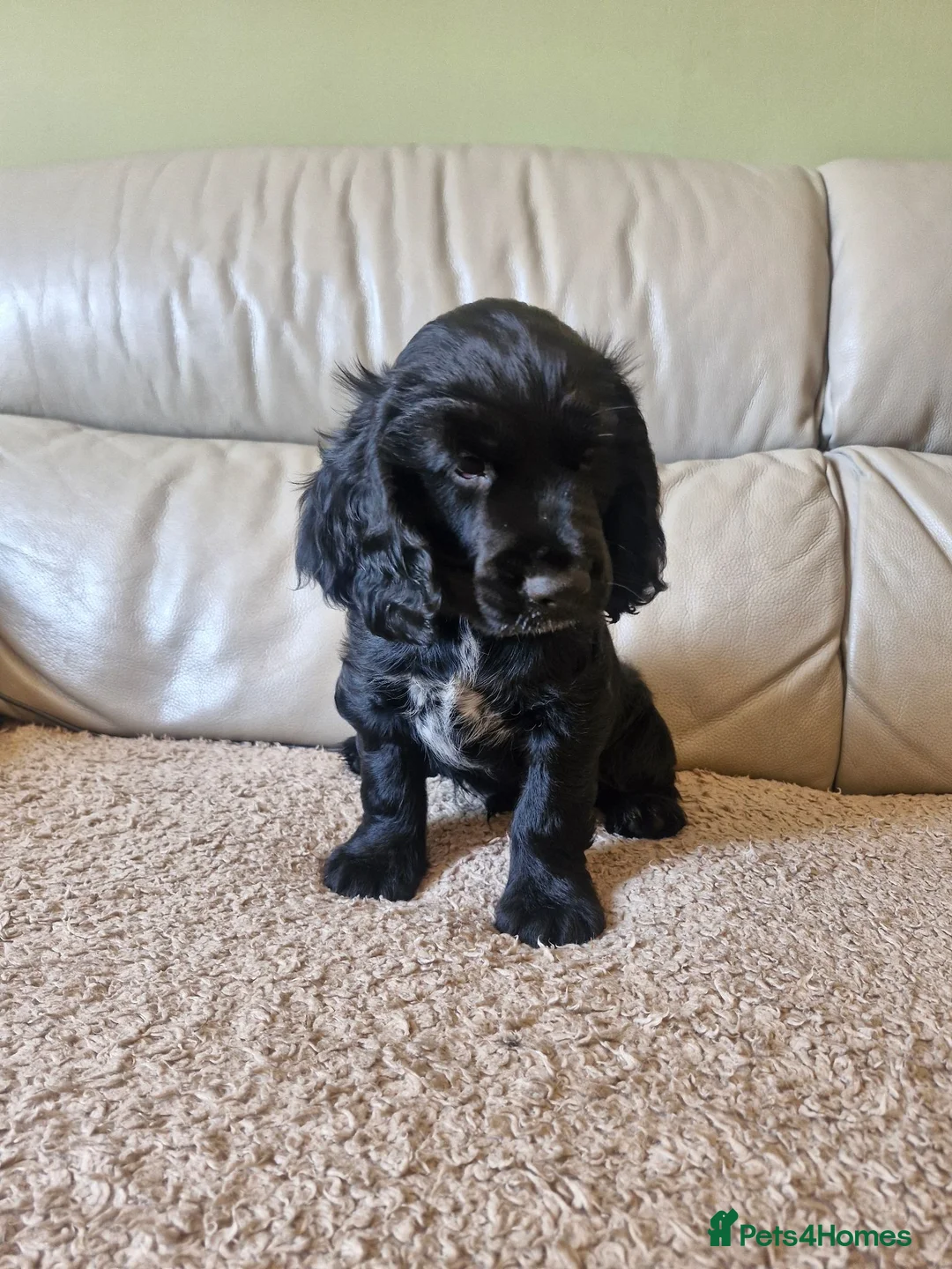 Sprocker dogs for sale: 9week old sprocker/cocker boy puppy for sale in Torquay - Advert 2