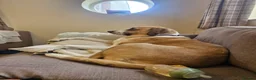 Mixed Breed dogs for sale: Rehoming our gentle giant Matilda (tilda or tills) - Advert 6