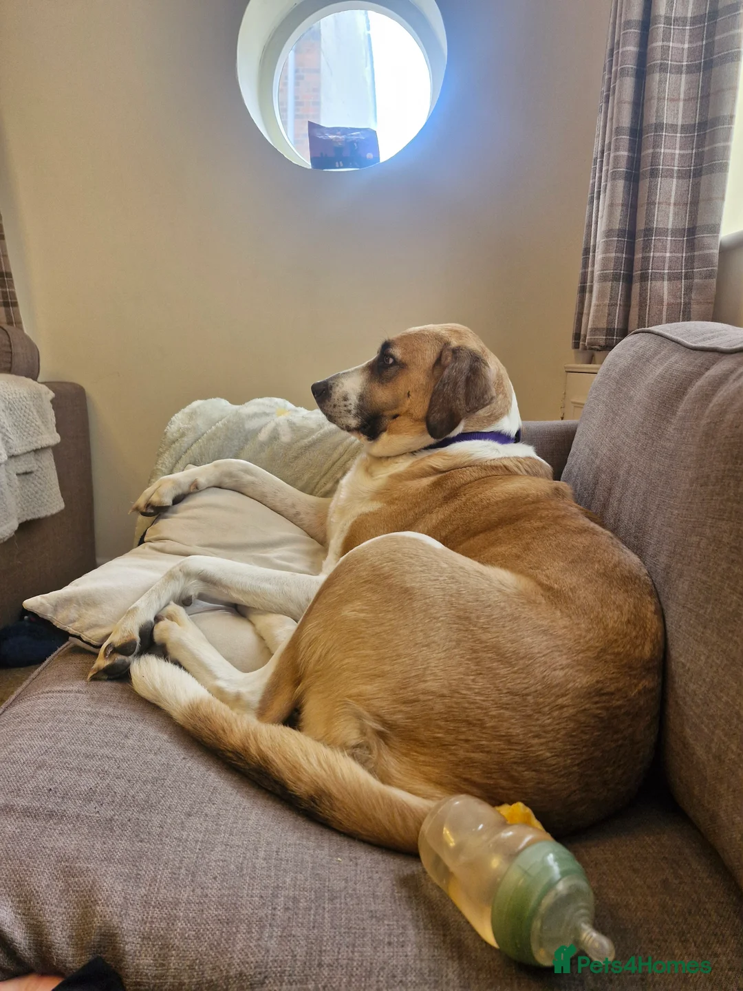 Mixed Breed dogs for sale: Rehoming our gentle giant Matilda (tilda or tills) - Advert 6
