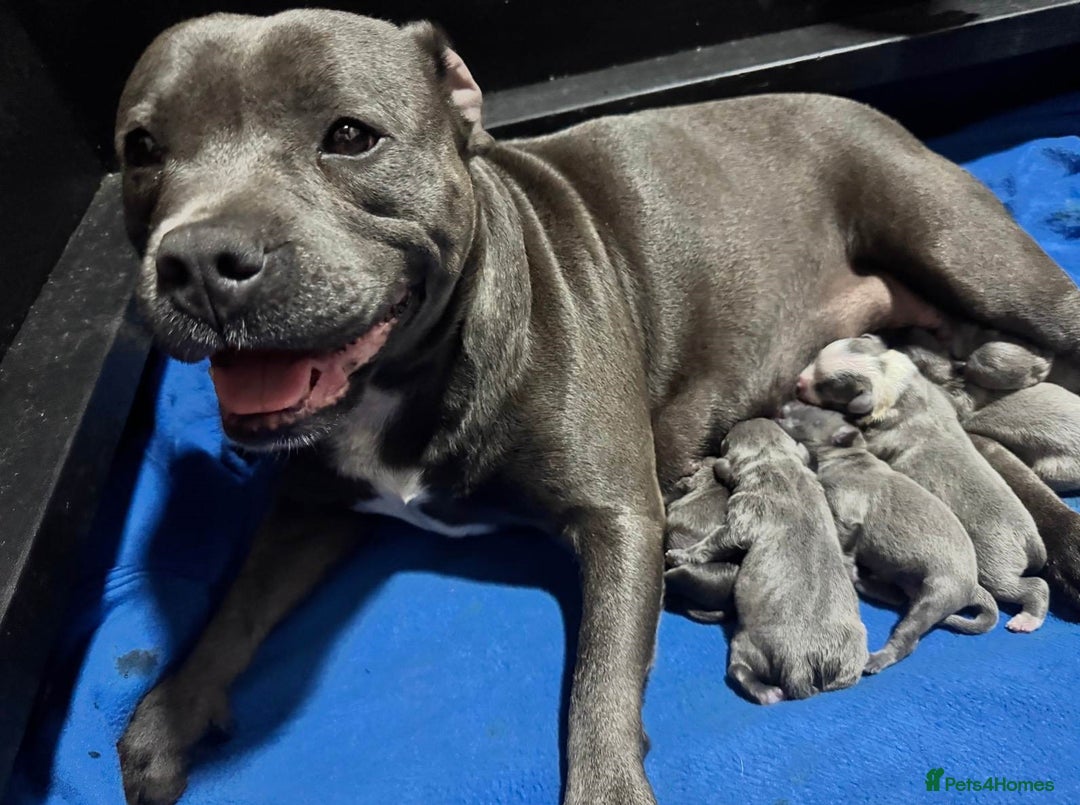 Staffordshire Bull Terrier dogs for sale: Honest blue Staffy's for sale.  - Image 5