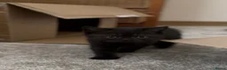 British Shorthair cats for sale: Beautiful Champion Bloodlined BSH kittens. - Advert 23