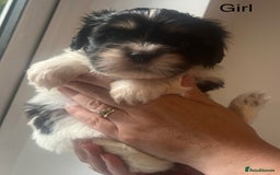 Mixed Breed dogs for sale: Beautiful Lhasa Apso X Bichon Frise puppies. - Image 9