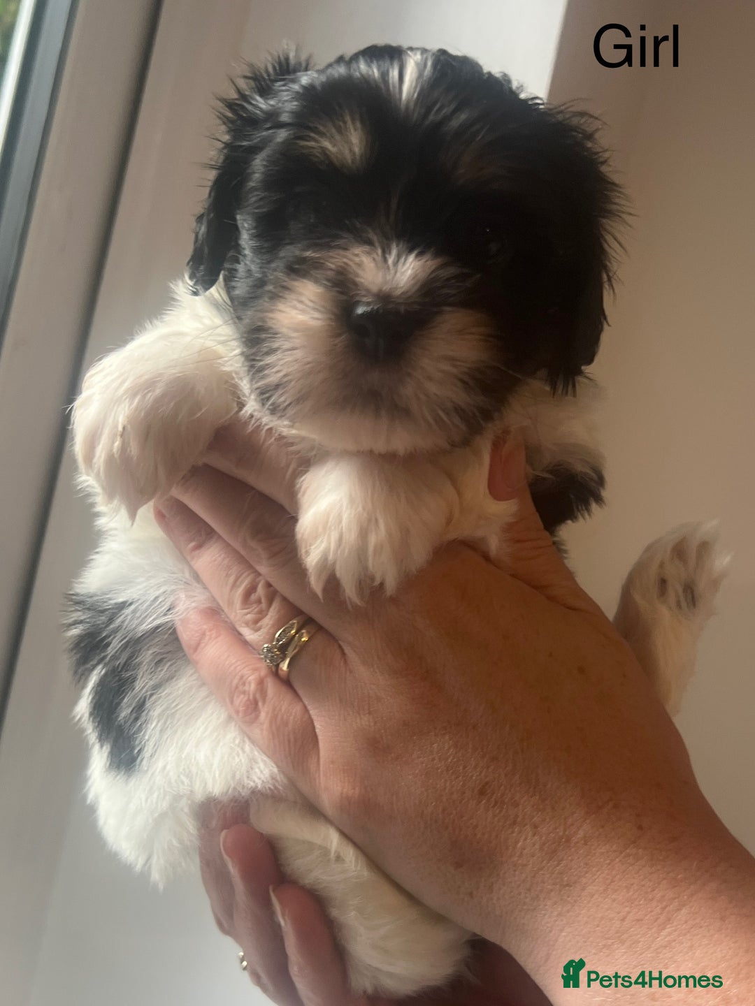 Mixed Breed dogs for sale: Beautiful Lhasa Apso X Bichon Frise puppies. - Image 9
